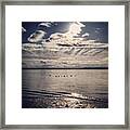 Ducks In The Ocean. Beautiful Shot On Framed Print