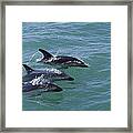 Dusky Dolphin Trio Surfacing Kaikoura Framed Print