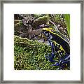 Dyeing Poison Frog In Rainforest Surinam Framed Print