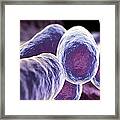 E. Coli Bacteria, Artwork Framed Print