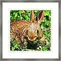 Eaaster Bunny Framed Print