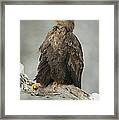 Eagle Relaxing On A Branch - Just Chillin' Framed Print