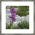 Early Purple Orchid Framed Print