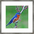 Eastern Bludbird On Redbud Framed Print
