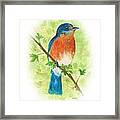 Eastern Bluebird Vignette Framed Print