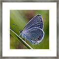 Eastern Tailed-blue Butterfly Din045 Framed Print
