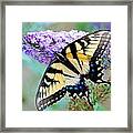 Eastern Tiger Swallowtail On Butterfly Bush Framed Print