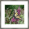 Eastern Tiger Swallowtail Framed Print