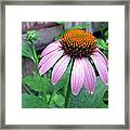Echinacea After The Rain Framed Print