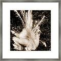 Effervescence Iii Framed Print