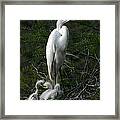 Egret - Proud Mother Framed Print