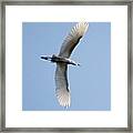 Egret Flying Overhead #northshore Framed Print