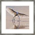 Egret Hunting Framed Print