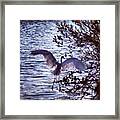 Egret Landing #wings #river #longisland Framed Print