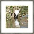 Egret Framed Print