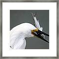 Egret With His Catch Of The Day Framed Print