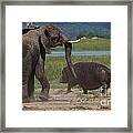 Elephant Chasing A Hippo Framed Print