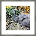 Elephant Detail Framed Print