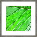 Elephant Ear Plant Leaf Framed Print