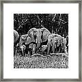 Elephant Herd Framed Print