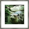 #elephantseal !!! #cali #california Framed Print