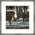 Eleven Deer Standing Framed Print