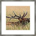 Elk Bugle Framed Print