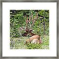 Elk In Jasper National Park Framed Print