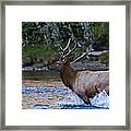 Elk Through Water Framed Print