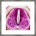 Embryo Spinal Cord, Light Micrograph Framed Print