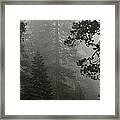 Enchanted Forest Cropped Framed Print