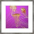 Enchanted Jellyfish 1 Framed Print