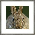 European Rabbit Oryctolagus Cuniculus Framed Print