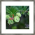 Evergreen Framed Print