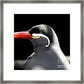 Exotic Bird Framed Print