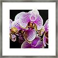 Exotic Orchids Framed Print