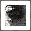 Eye Of Equus Framed Print