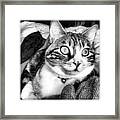 Eyes Framed Print