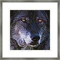 Eyes Framed Print