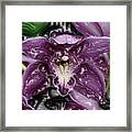 Fabuloso Orchid Painting Framed Print