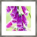 Faerie Bells Framed Print