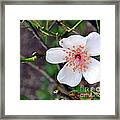 Fairy Crystal Rose-vi Framed Print