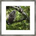 Fakahatchee Owl Framed Print