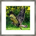 Falcon In Flight Framed Print