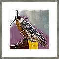 Falconry 2 Framed Print