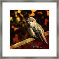 Fall Colors - Allens Hummingbird Framed Print