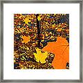 Fall Leaf Falling Framed Print