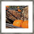 Fall Pumpkins Framed Print