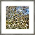 Fall Scape In Connecticut Framed Print