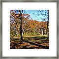 Fall Tree Shadows Framed Print